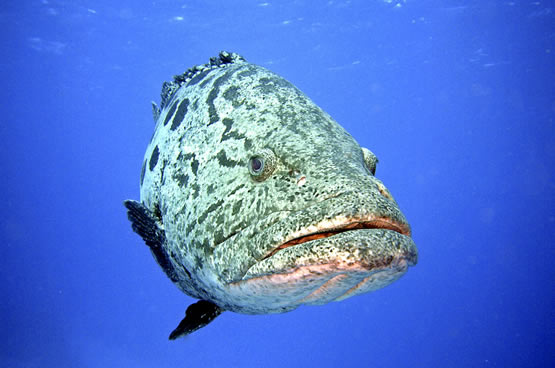 crociere diving