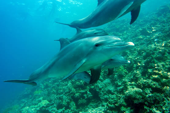 crociere diving