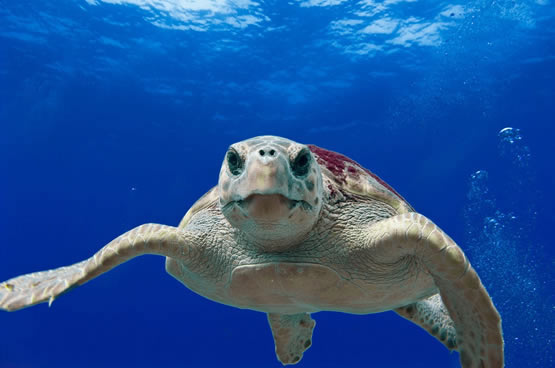 diving argentario